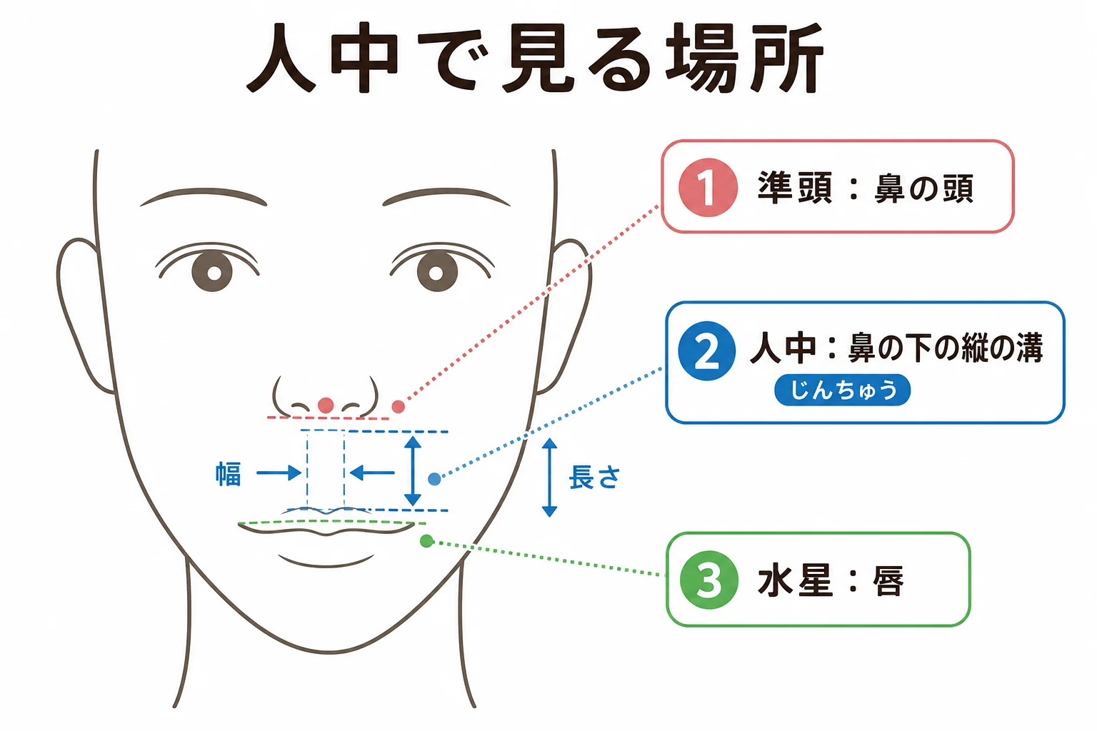 人中の長さ・深さ・幅を見る場所を正面顔の線画で示した図解