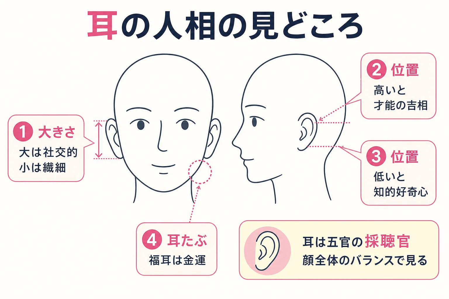 耳の大きさ・位置・耳たぶを見る場所を、線画の正面顔と横顔に番号で示した図解