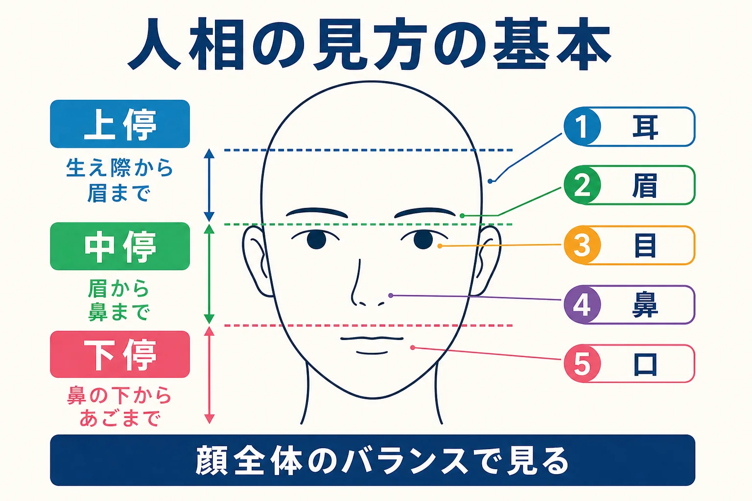 人相の見方の基本として三停と五官の位置を示した顔の図解